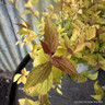 Spiraea jap. 'Firelight' 3L