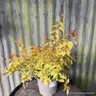 Spiraea jap. 'Firelight' 3L