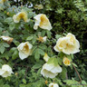 Fruhlingsgold - Shrub Rose