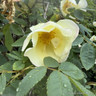 Fruhlingsgold - Shrub Rose