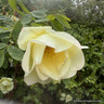 Fruhlingsgold - Shrub Rose