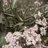 Sambucus 'Black Beauty' 10L