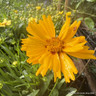 Coreopsis grandiflora 'Solar Mellow'-3L