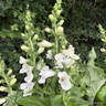 Digitalis purpurea 'Foxybee White' - 3L
