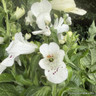 Digitalis purpurea 'Foxybee White' - 3L
