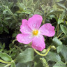 Cistus 'Peggy Sammons'