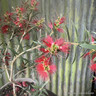 Callistemon masotti 'Mini Red' 3L