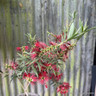 Callistemon masotti 'Mini Red' 3L