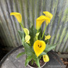 Zantedeschia