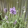 Lavender angustifolia (English Lavender)
