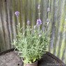 Lavender angustifolia (English Lavender)
