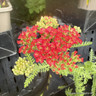 Achillea millefolium Sassy Summer 'Sangria'-1L