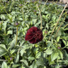 Cosmos astrosanguineus 'choco' (chocolate cosmos)