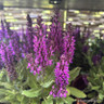 Salvia 'Rose Marvel' p12