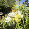 Agapanthus INSTANT (p23)