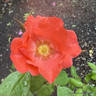Fred Loads - Shrub Rose