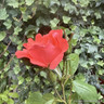 Fred Loads - Shrub Rose