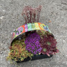 Alpine and Sedum 6 Pack