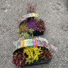 Alpine and Sedum 6 Pack