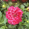 Dahlia grandalia