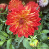 Dahlia grandalia