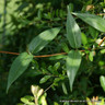 Lonicera 'Henryi' (Dutch Honeysuckle)