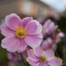 Anemone hupehensis 'Rose Shades' 5L