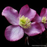 Clematis 'Van Gogh' (Charity clematis)