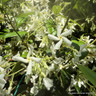 Trachelospermum jasminoides
