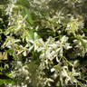 Trachelospermum jasminoides