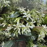 Trachelospermum jasminoides