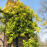 Trachelospermum 'Golden Memories' 3L
