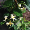 Trachelospermum 'Star of Toscane' (Star Jasmine)