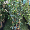 Trachelospermum 'Star of Toscane' (Star Jasmine)