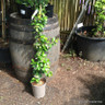 Trachelospermum 'Star of Toscane' (Star Jasmine)