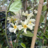 Trachelospermum 'Star of Toscane' (Star Jasmine)