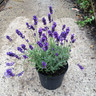 Lavender 'Imperial Gem' 2ltr