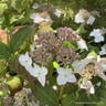 Hydrangea serrata 'Amagi Amacha' 7.5L