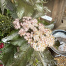 Sambucus nigra 'Black Tower' 15L