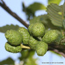 Alnus rubra POTTED
