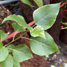 Populus candicans 'Aurora'