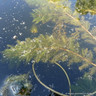 Myriophyllum spicatum - Deep water 1ltr