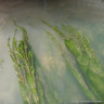Myriophyllum spicatum - Deep water 1ltr