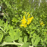 Cytisus 'Porlock' 15L