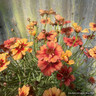Coreopsis 'Twinkerbelle'