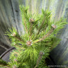 Pinus densiflora 'Low Glow'