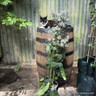 Eryngium planum 7.5L