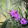 Tradescantia 'Brainstorm'
