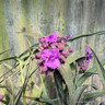 Tradescantia 'Brainstorm'