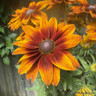 Rudbeckia Sunburst